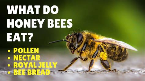 do bees like music? do they dance to it too?